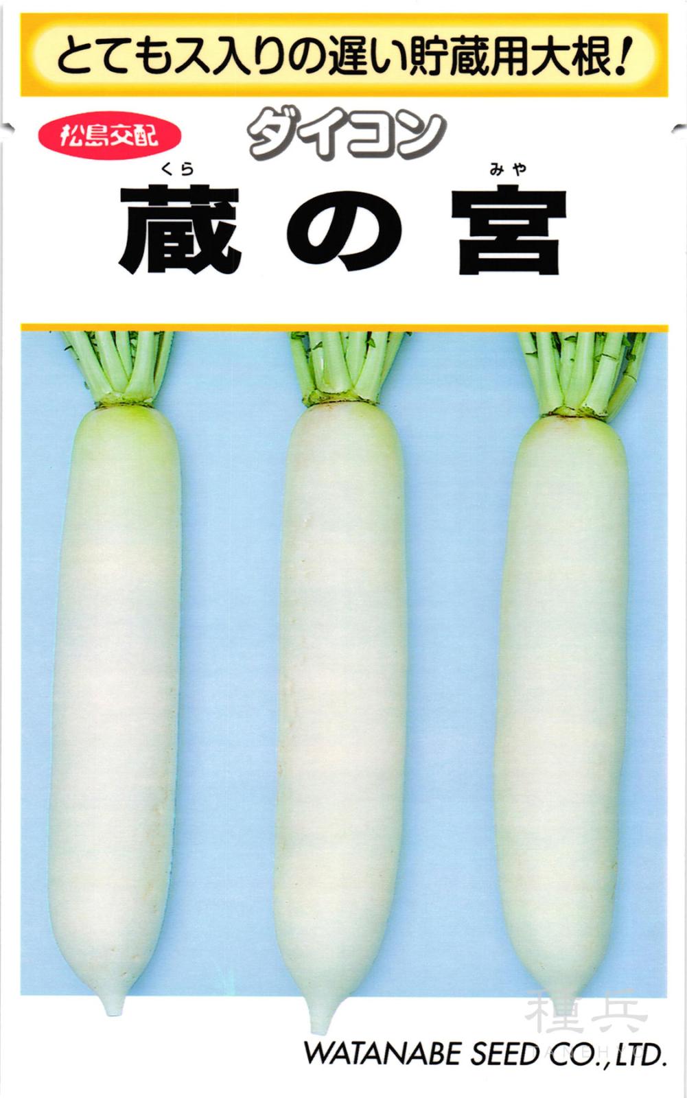 ダイコン 種 『蔵の宮』  渡辺採種場