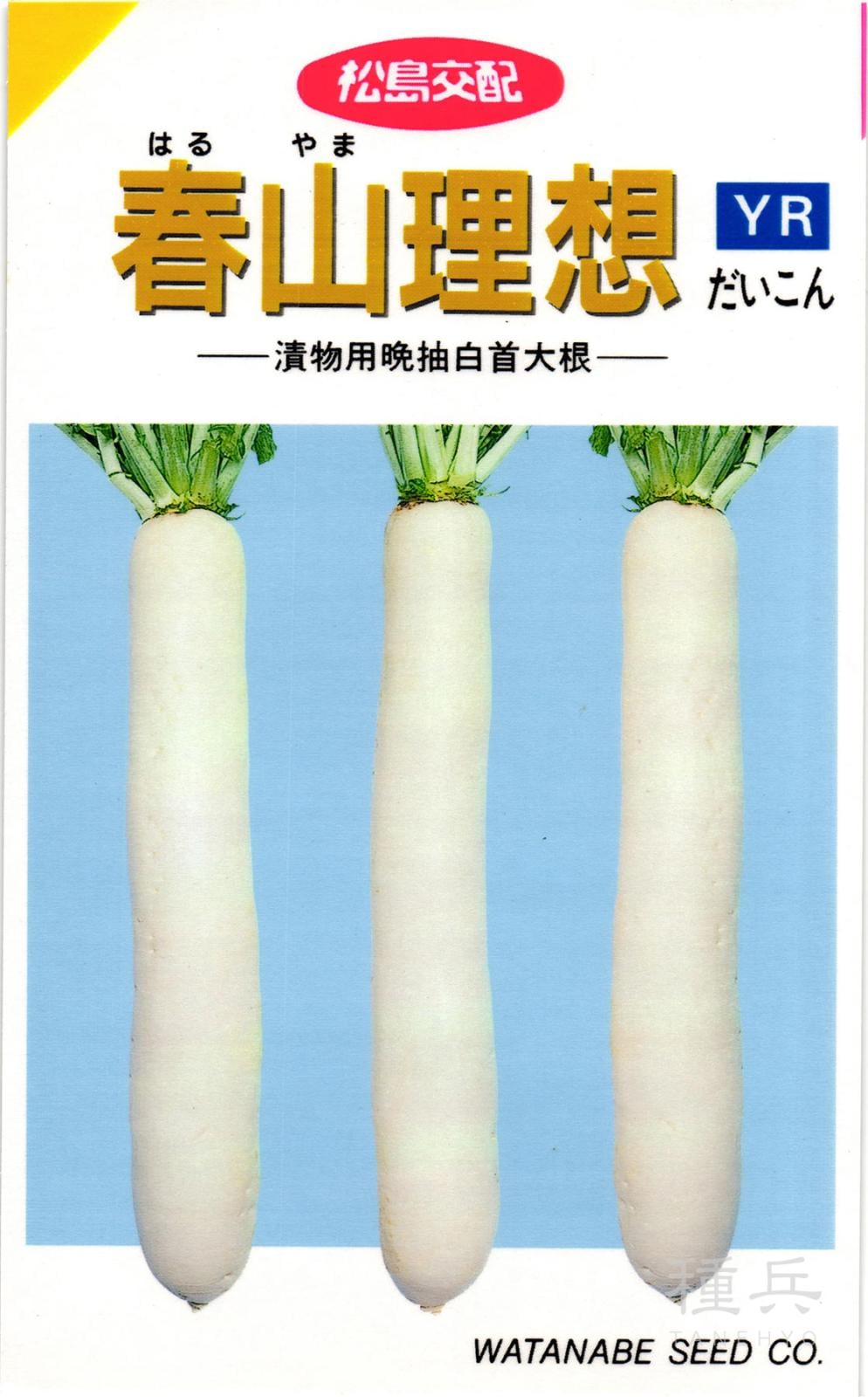 ダイコン 種 『春山理想』  渡辺採種場