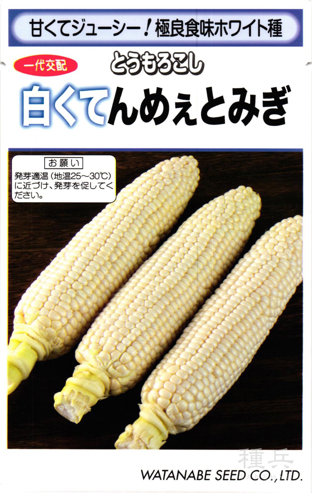 ホワイトスイートコーン 種 『白くてんめぇとみぎ』  渡辺採種場