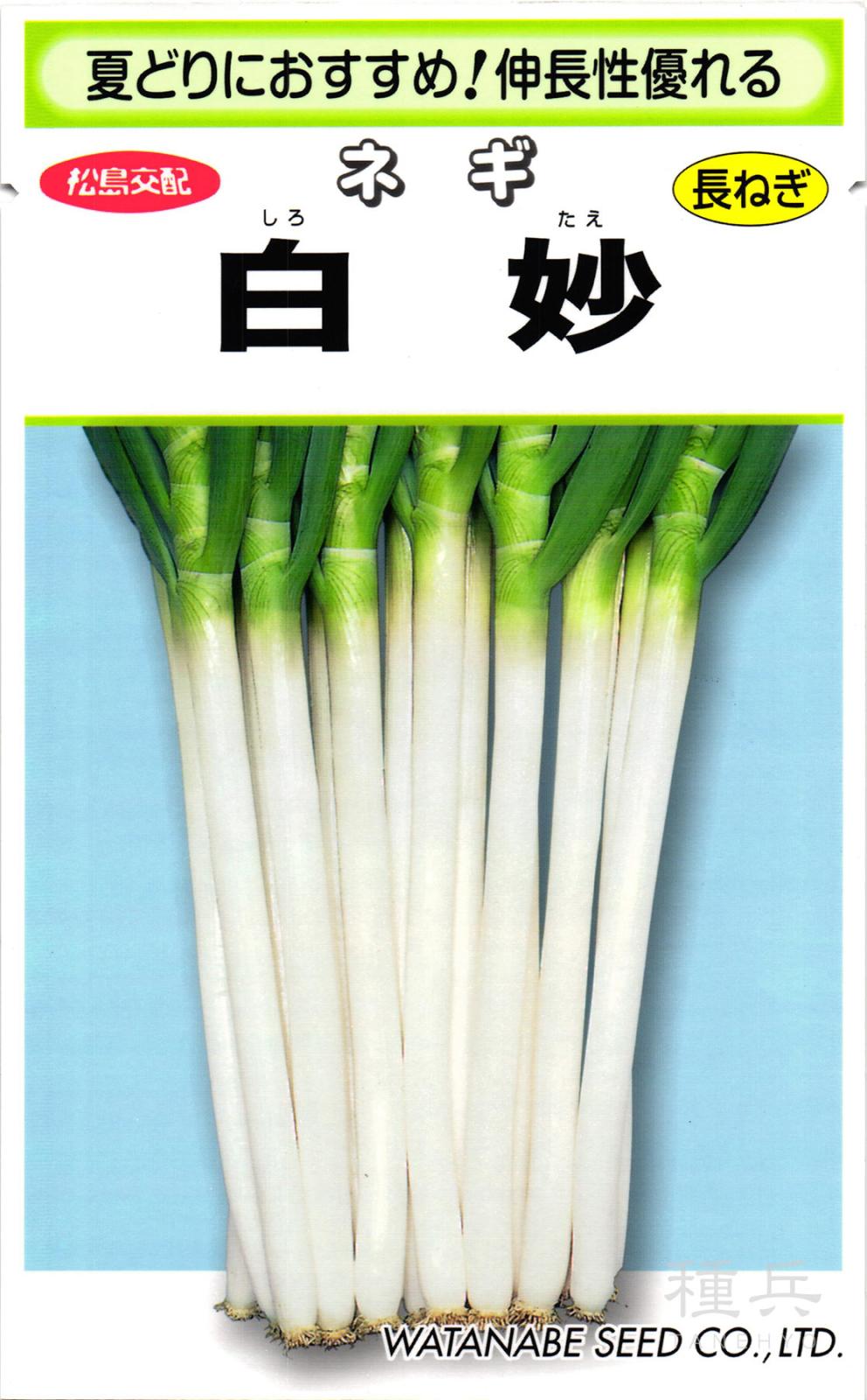 根深ネギ 種 『白妙』  渡辺採種場