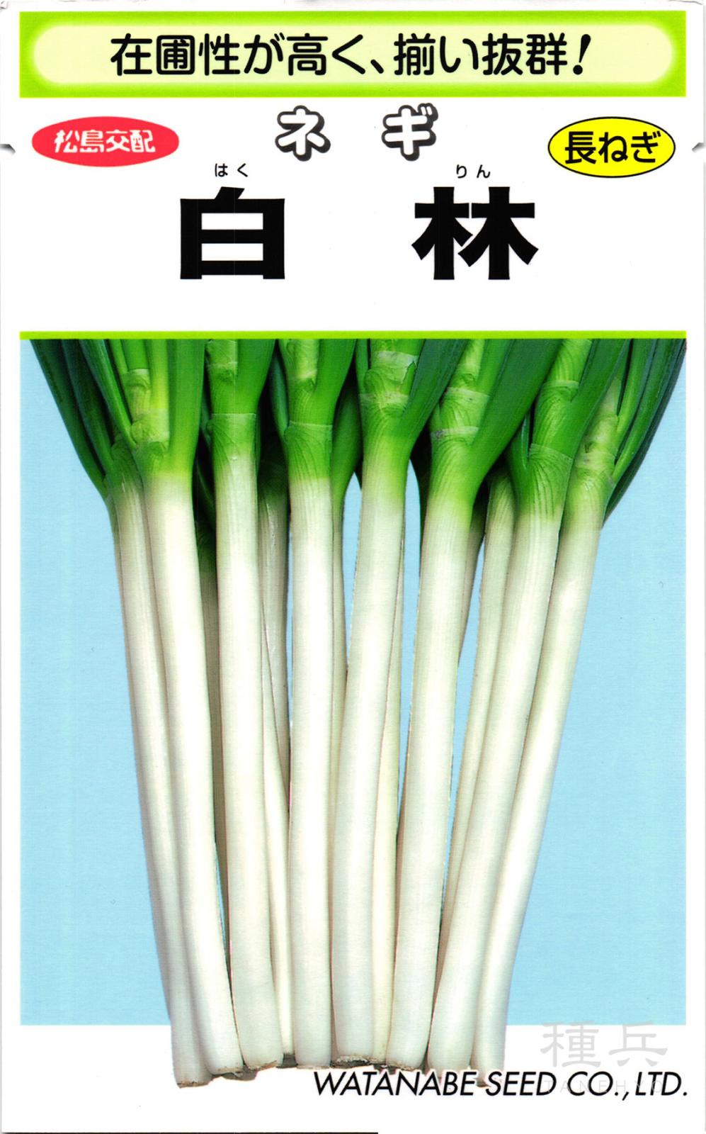 根深ネギ 種 『白林』  渡辺採種場
