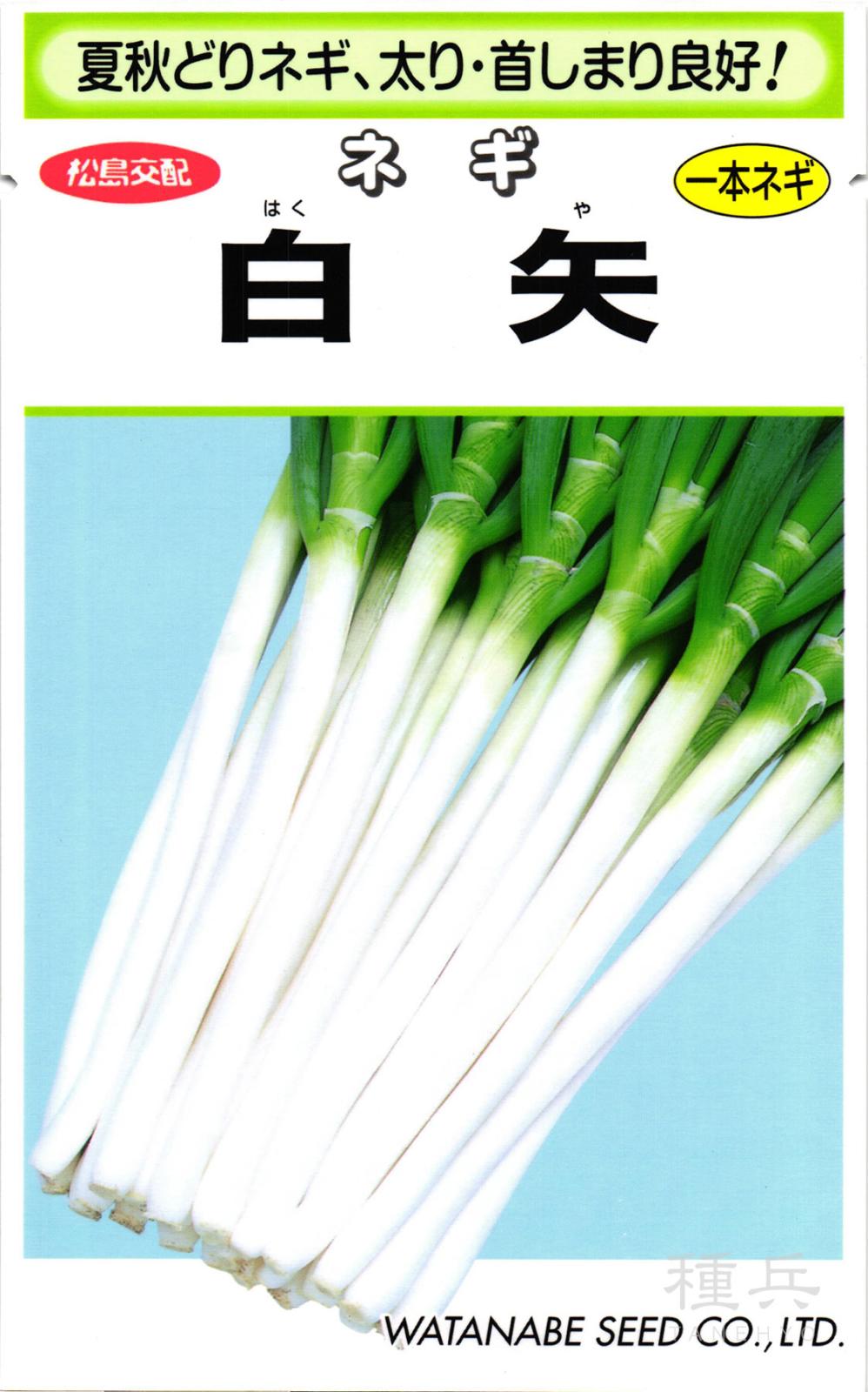 根深ネギ 種 『白矢』  渡辺採種場