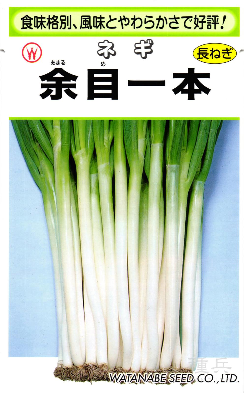 根深ネギ 種 『余目一本』  渡辺採種場