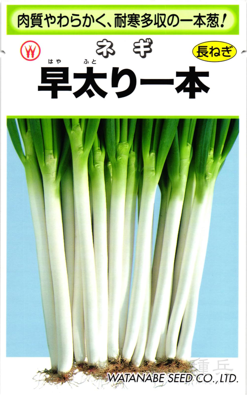 根深ネギ 種 『早太り一本』  渡辺採種場