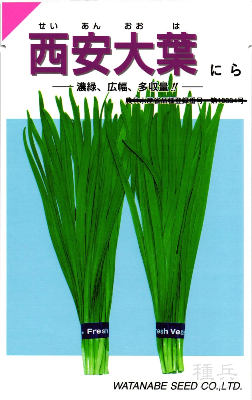 ニラ 種 『西安大葉』  渡辺採種場