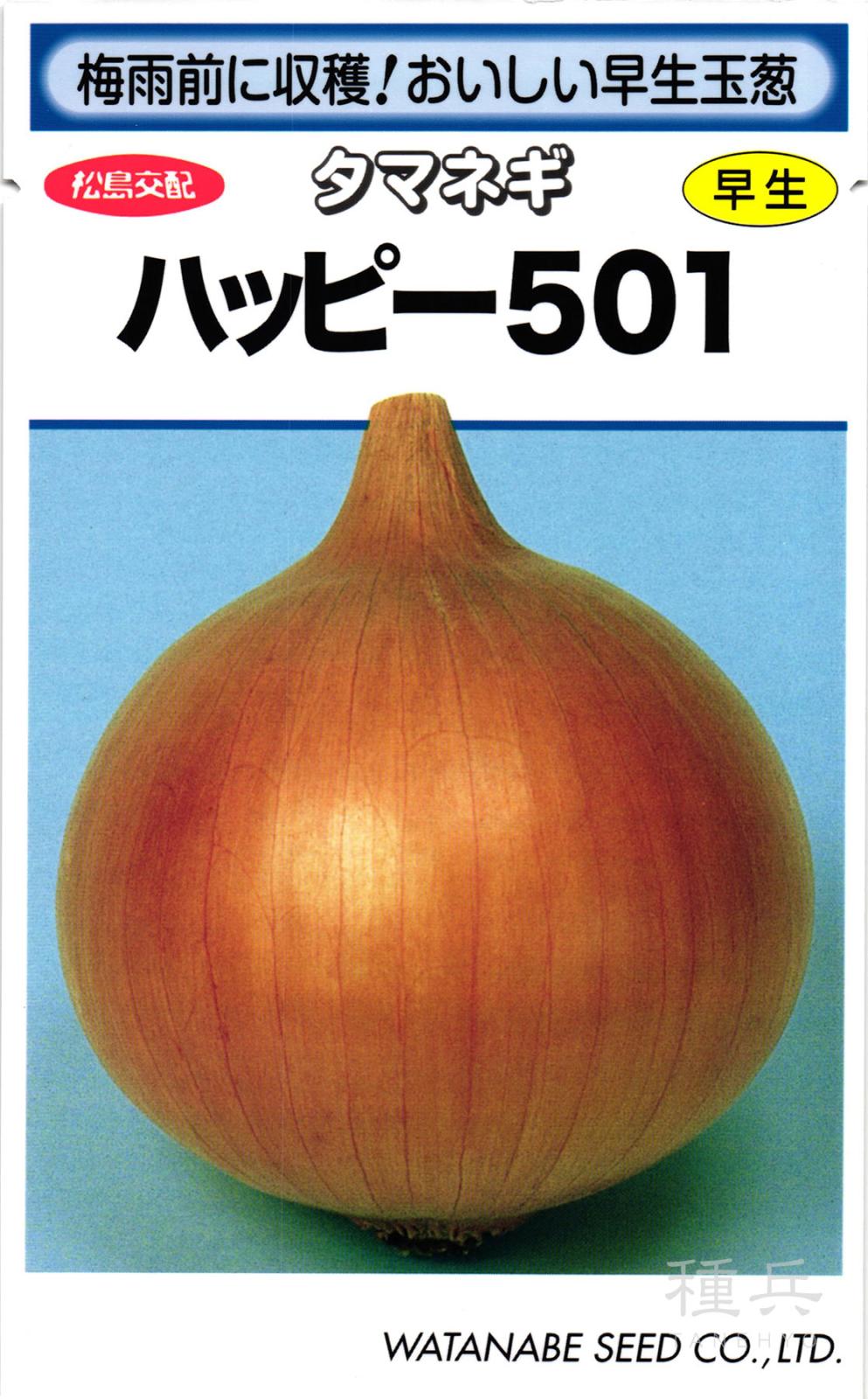 早生タマネギ 種 『ハッピー５０１』  渡辺採種場