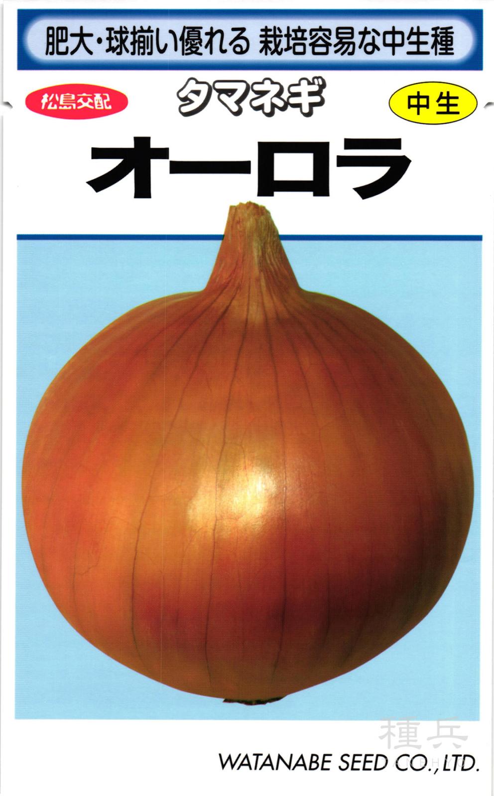 中生タマネギ 種 『オーロラ』  渡辺採種場