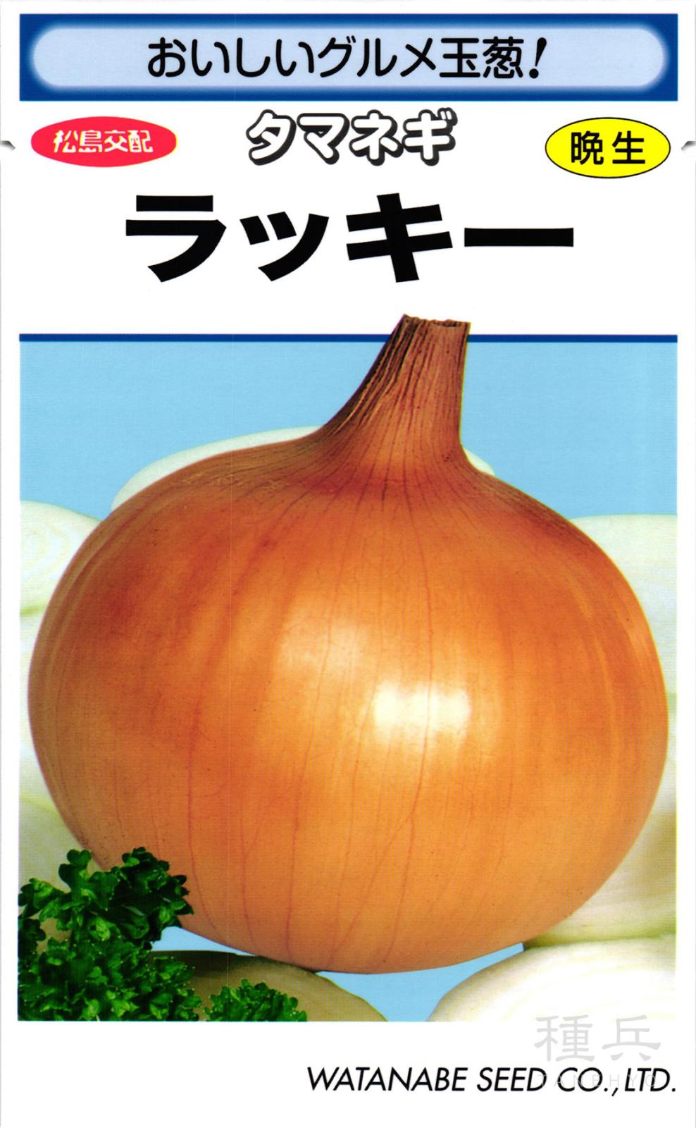 晩生タマネギ 種 『ラッキー』  渡辺採種場