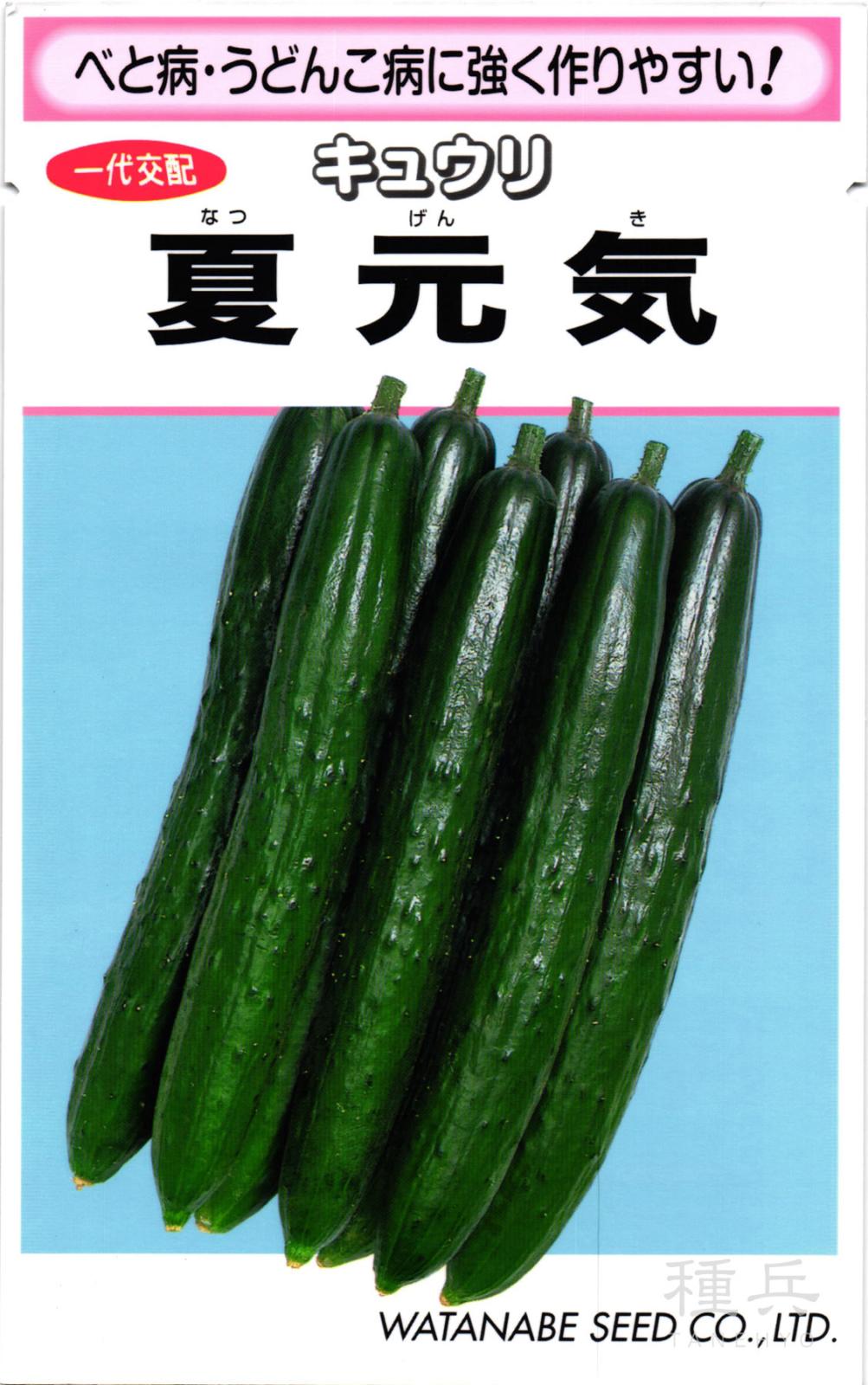 キュウリ 種 『夏元気』  渡辺採種場