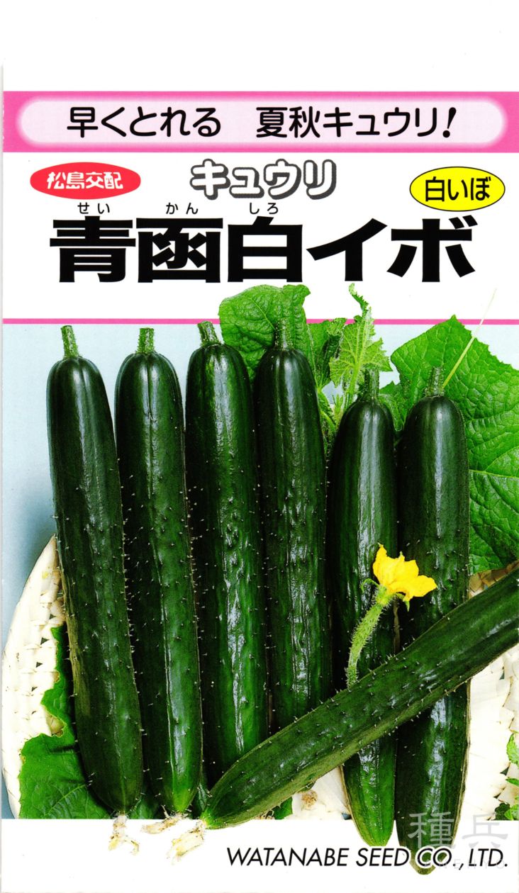 キュウリ 種 『青函白いぼ』  渡辺採種場