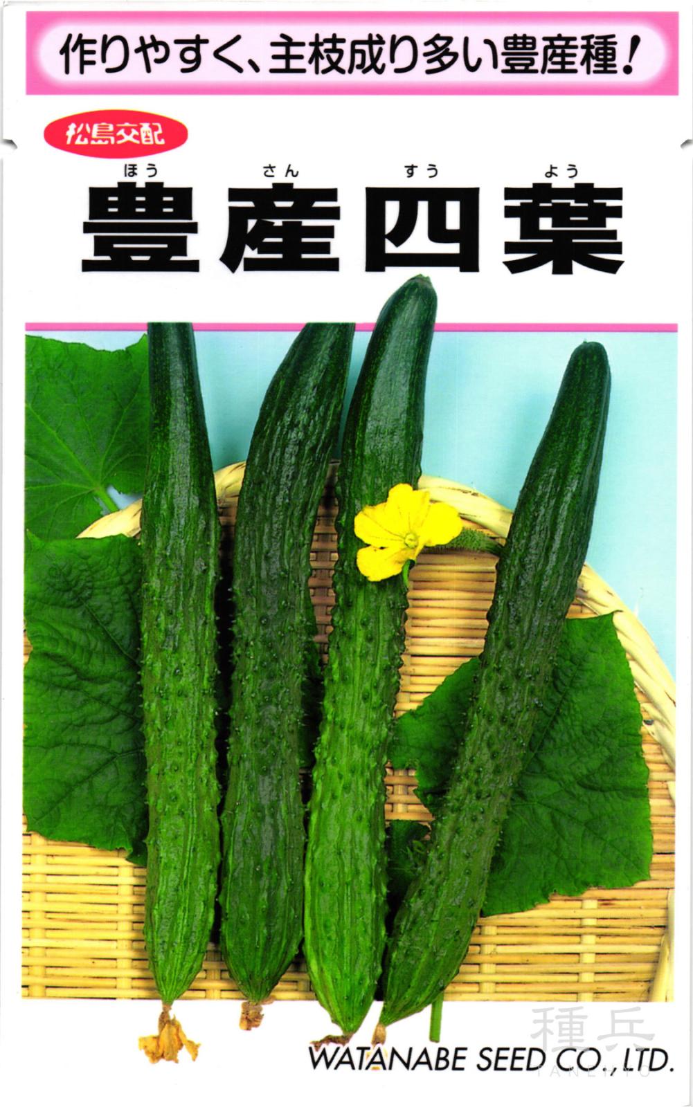 四葉キュウリ 種 『豊産四葉』  渡辺採種場