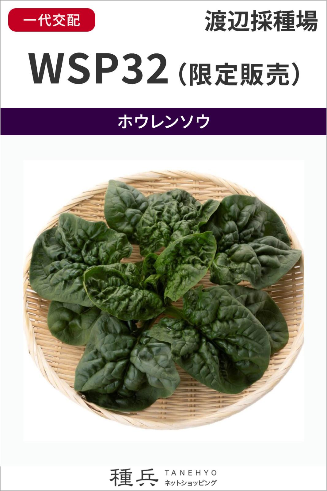 ちぢみホウレンソウ 種 『WSP32（限定販売）』  渡辺採種場