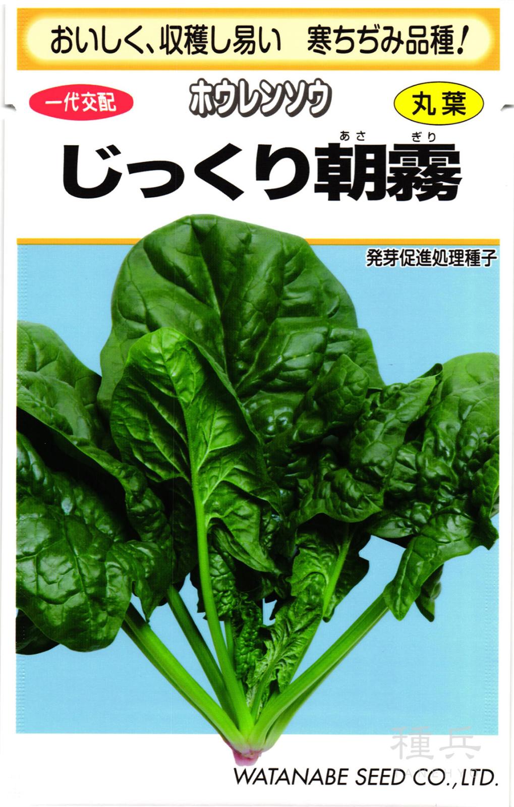 ちぢみホウレンソウ 種 『じっくり朝霧』  渡辺採種場