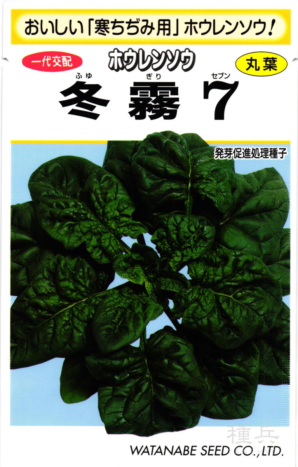 ちぢみホウレンソウ 種 『冬霧７』  渡辺採種場