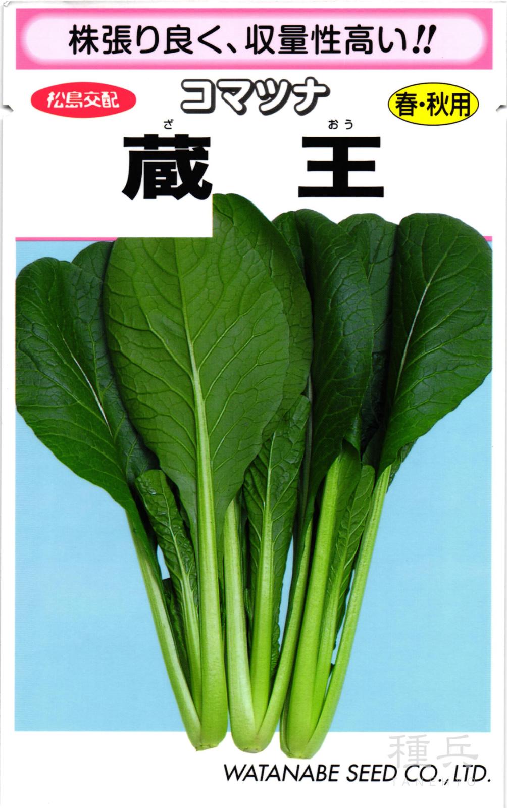 早生コマツナ 種 『蔵王　小松菜』  渡辺採種場