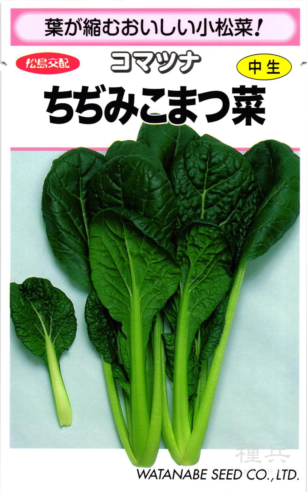 中生コマツナ 種 『ちぢみこまつ菜』  渡辺採種場