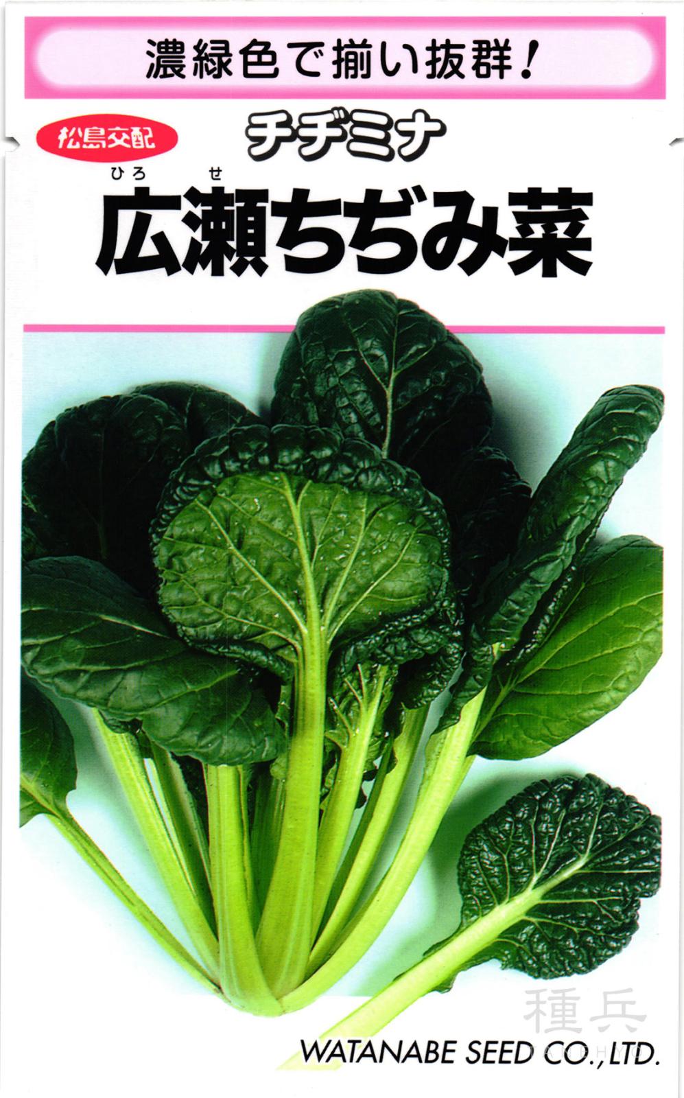 チヂミナ 種 『広瀬ちぢみ菜』  渡辺採種場