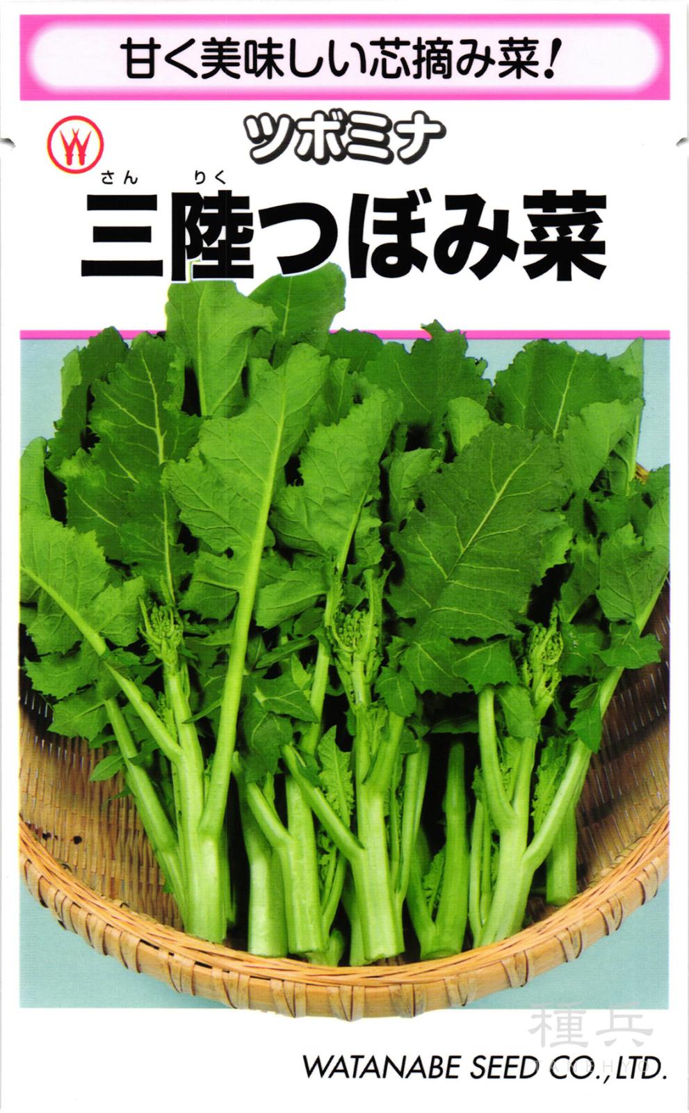 ナバナ 種 『三陸つぼみ菜』  渡辺採種場