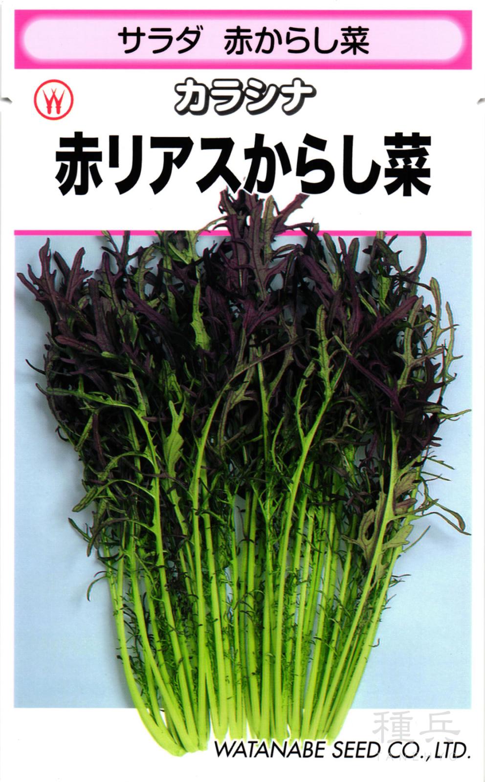 ツケナ 種 『赤リアスからし菜』  渡辺採種場