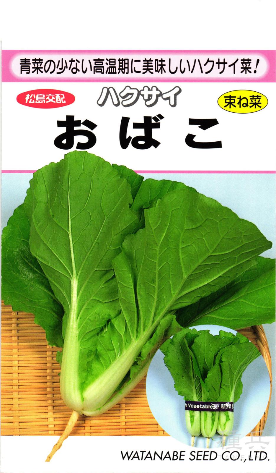 ハクサイ 種 『束ね菜白菜　おばこ』  渡辺採種場