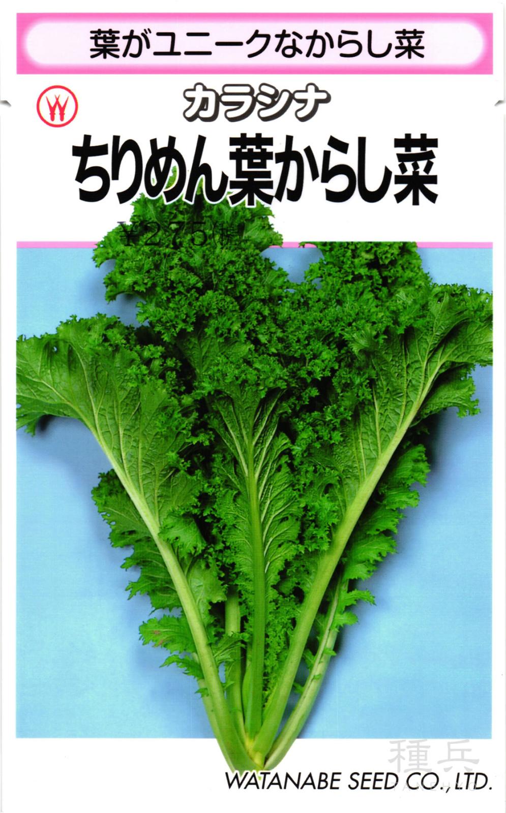 ツケナ 種 『ちりめん葉からし菜』  渡辺採種場