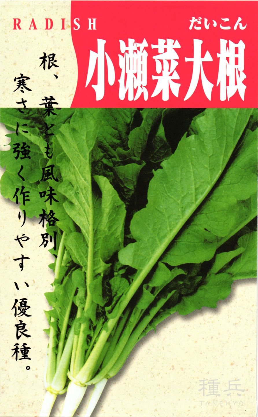 葉ダイコン 種 『小瀬菜大根』  渡辺採種場