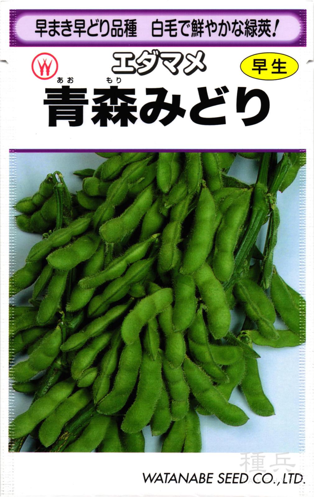 早生エダマメ 種 『青森みどり』  渡辺採種場