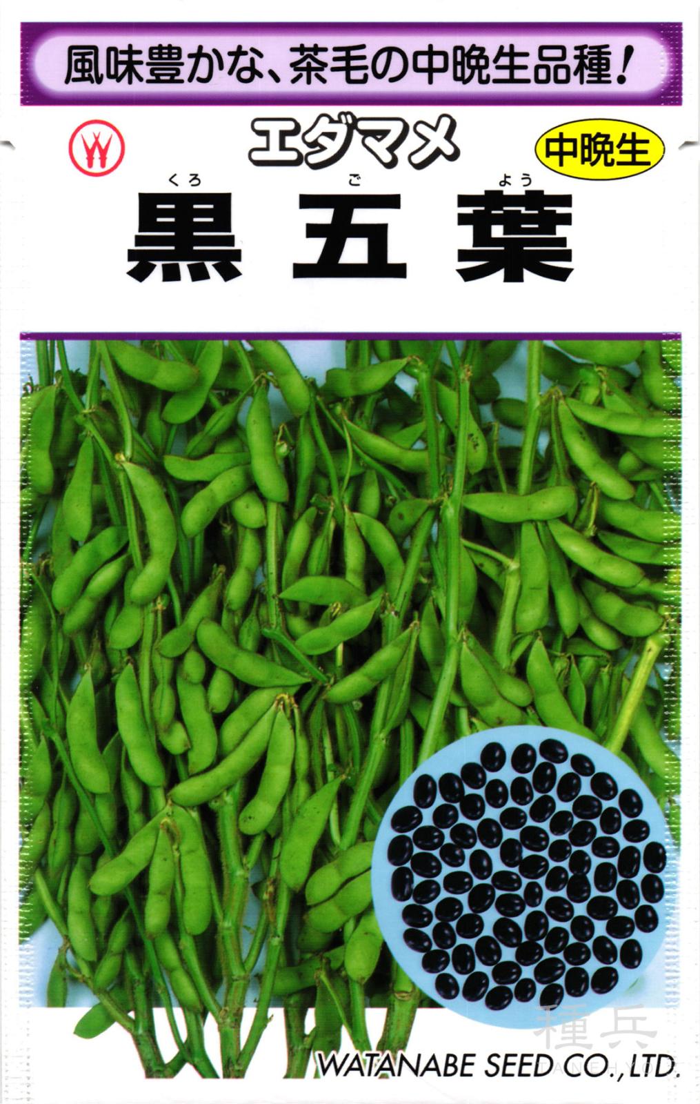 中晩生エダマメ 種 『黒五葉』  渡辺採種場