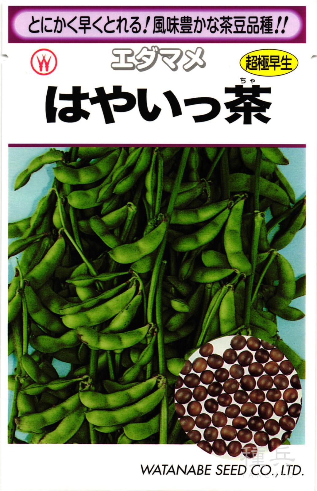 極早生エダマメ 種 『はやいっ茶』  渡辺採種場