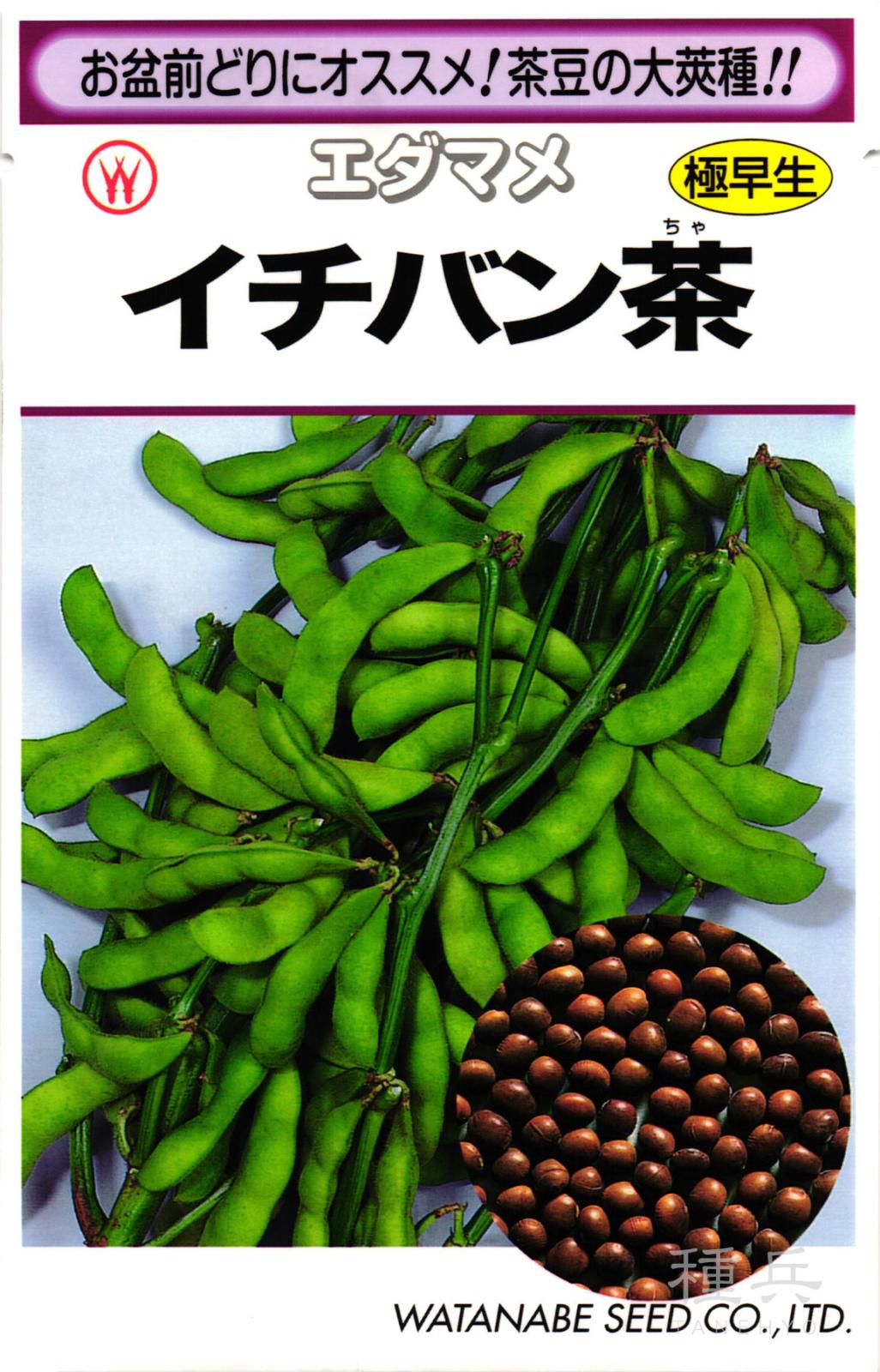 極早生エダマメ 種 『イチバン茶』  渡辺採種場