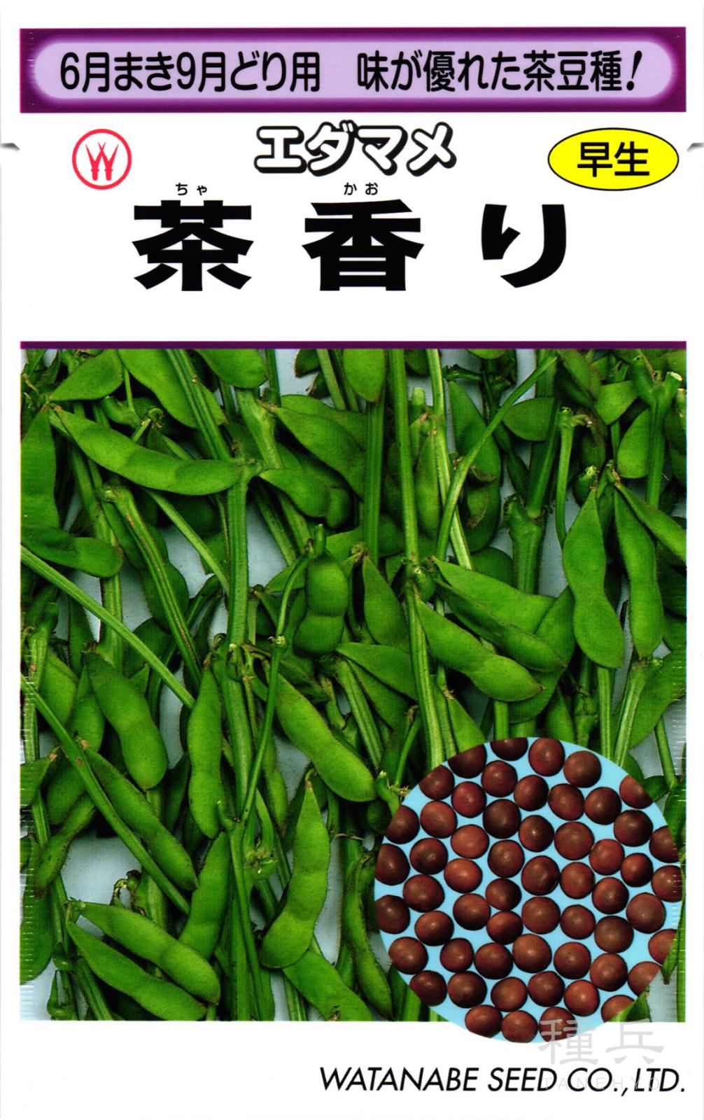 早生エダマメ 種 『茶香り』  渡辺採種場