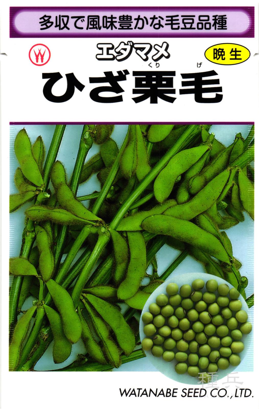 晩生エダマメ 種 『ひざ栗毛』  渡辺採種場
