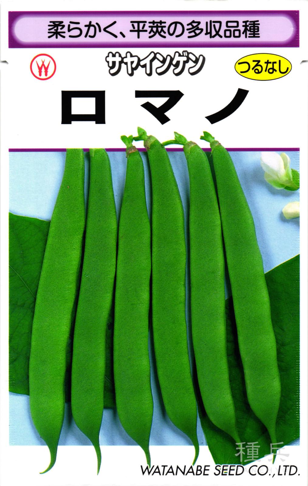 つるなしインゲン 種 『ロマノ』  渡辺採種場