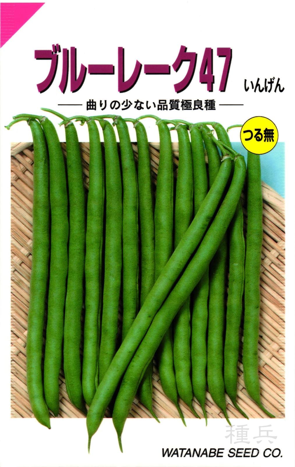 つるなしインゲン 種 『ブルーレーク４７』  渡辺採種場