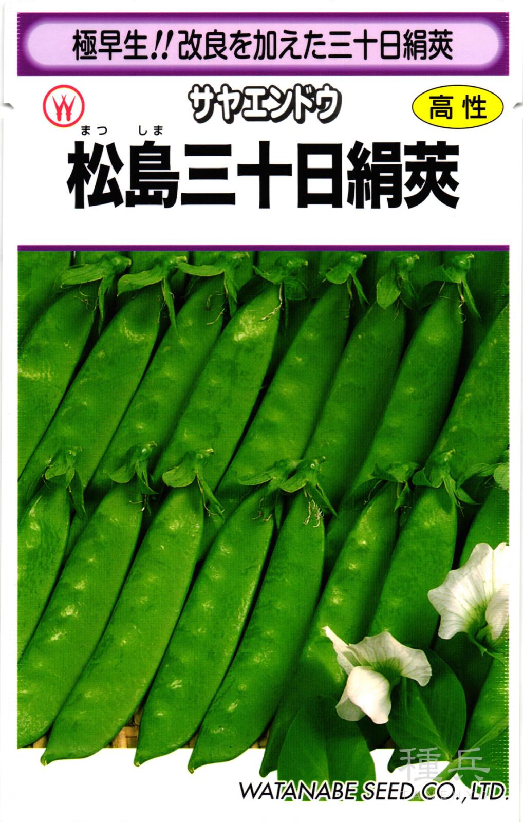 サヤエンドウ 種 『松島三十日絹莢』  渡辺採種場