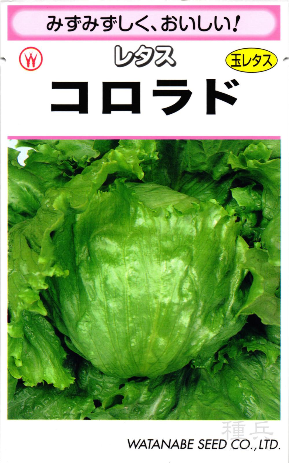 極早生レタス 種 『コロラド』  渡辺採種場