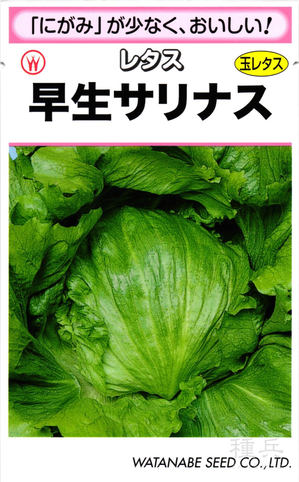 早生レタス 種 『早生サリナス』  渡辺採種場
