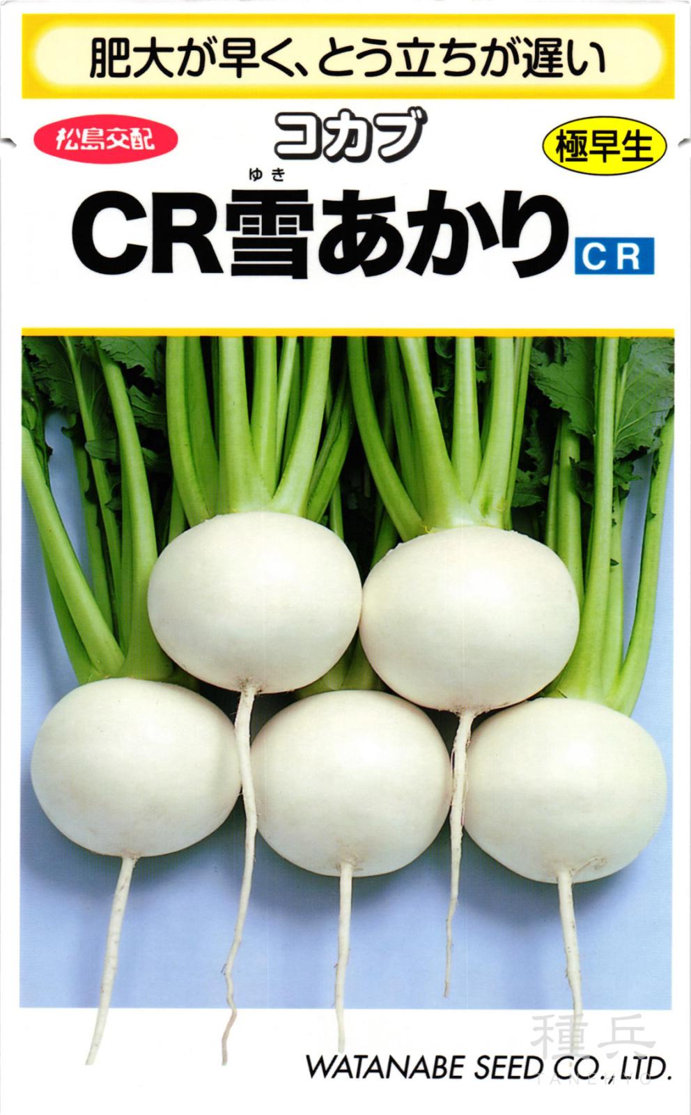 小カブ 種 『CR雪あかり』  渡辺採種場
