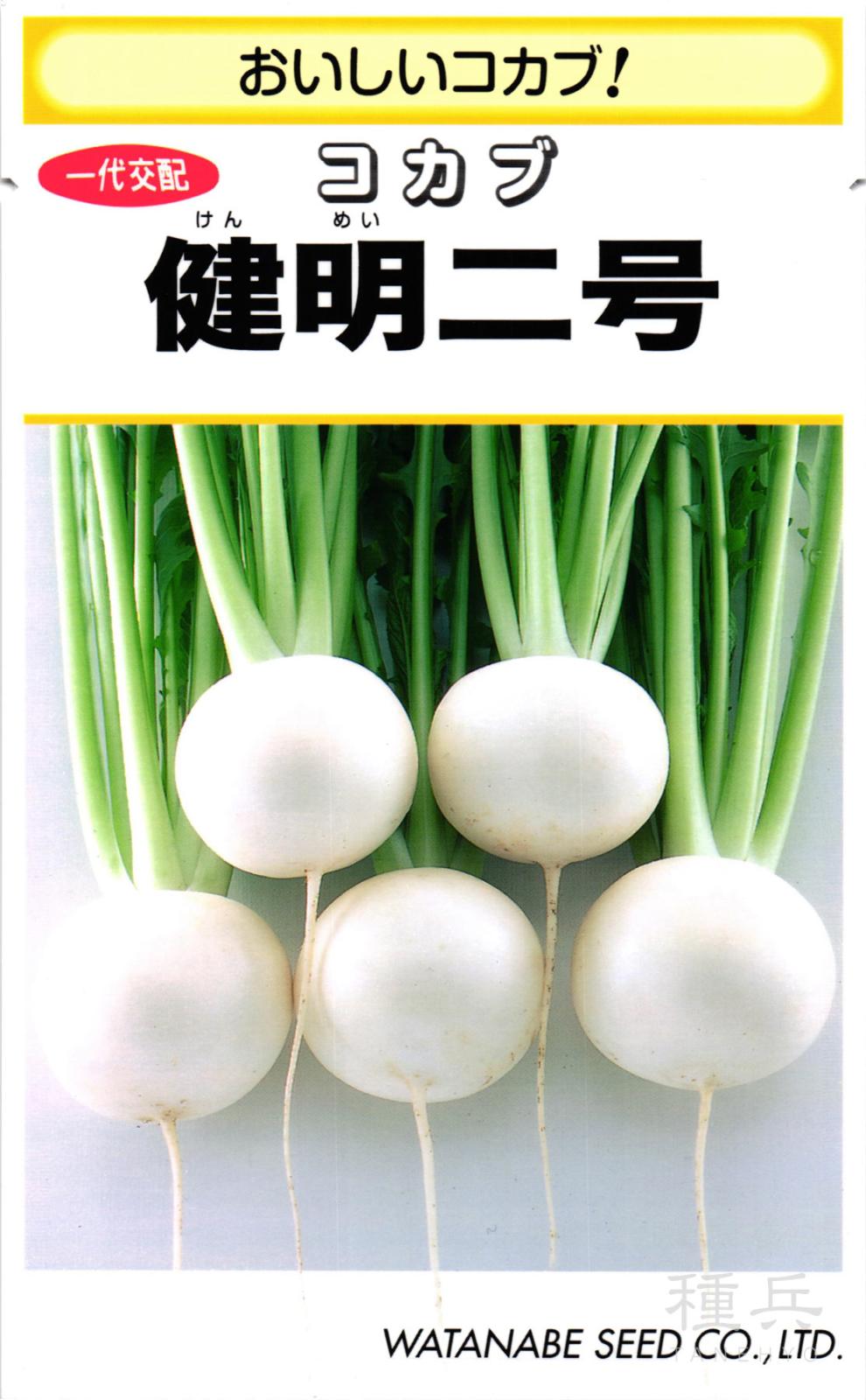 小カブ 種 『健明二号』  渡辺採種場