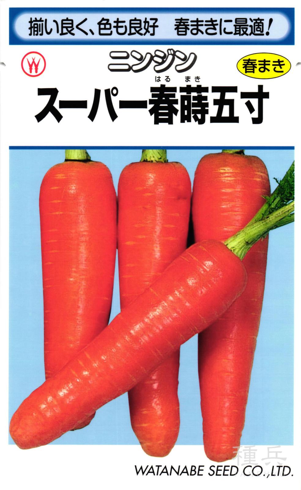 ニンジン 種 『スーパー春蒔五寸』  渡辺採種場