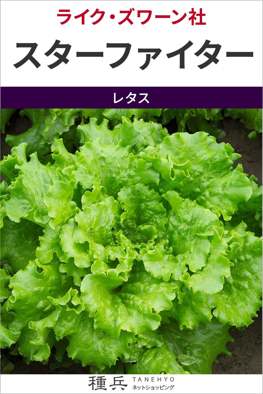 リーフレタス 種 『スターファイター』  ライクズワーン