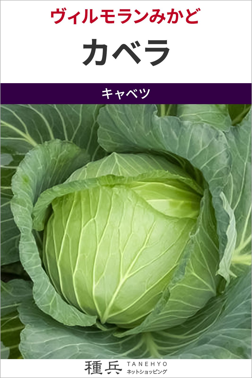 キャベツ 種 『カベラ』  ヴィルモランみかど