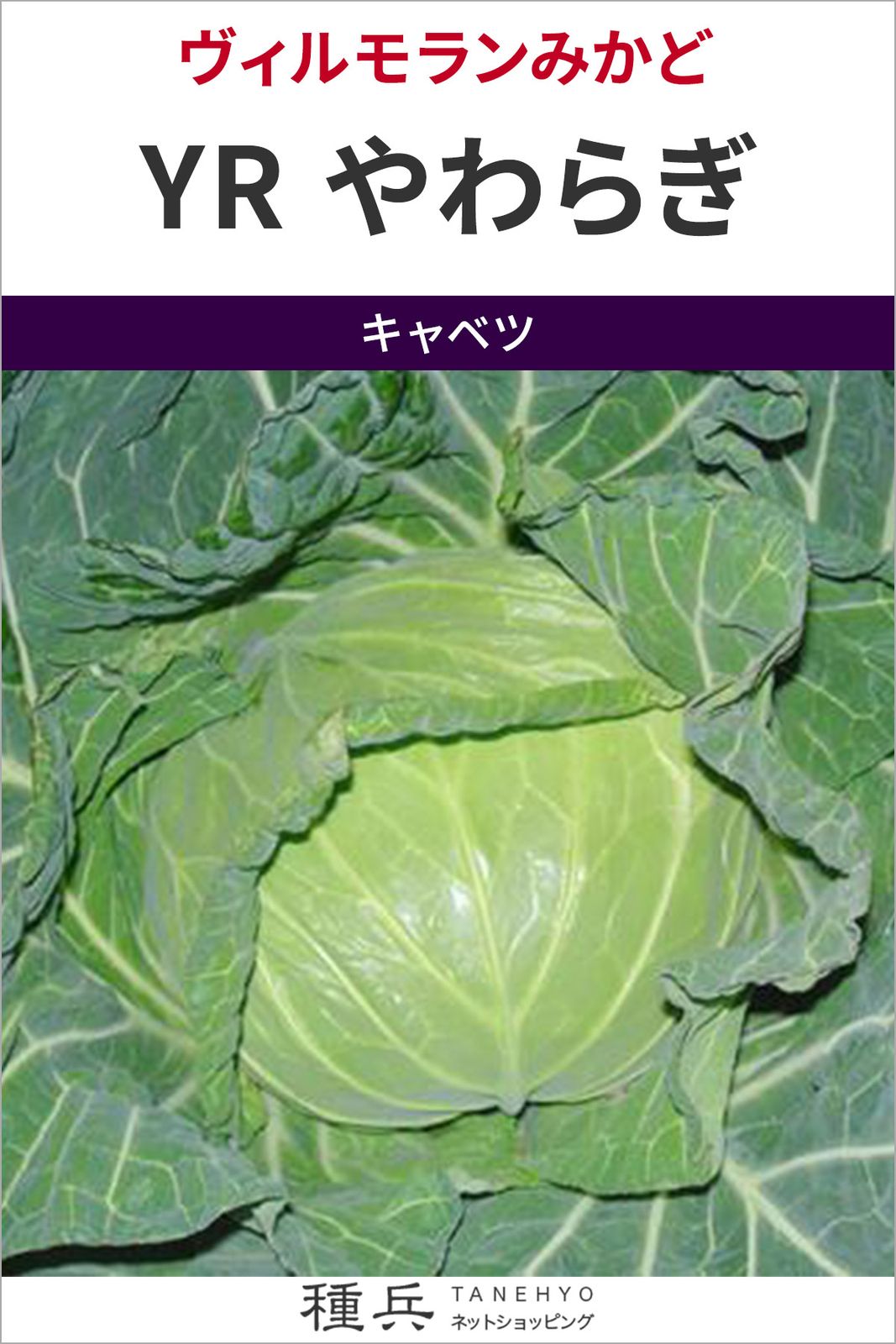 サワーキャベツ 種 『YR やわらぎ』 ヴィルモランみかど | たね,葉菜の