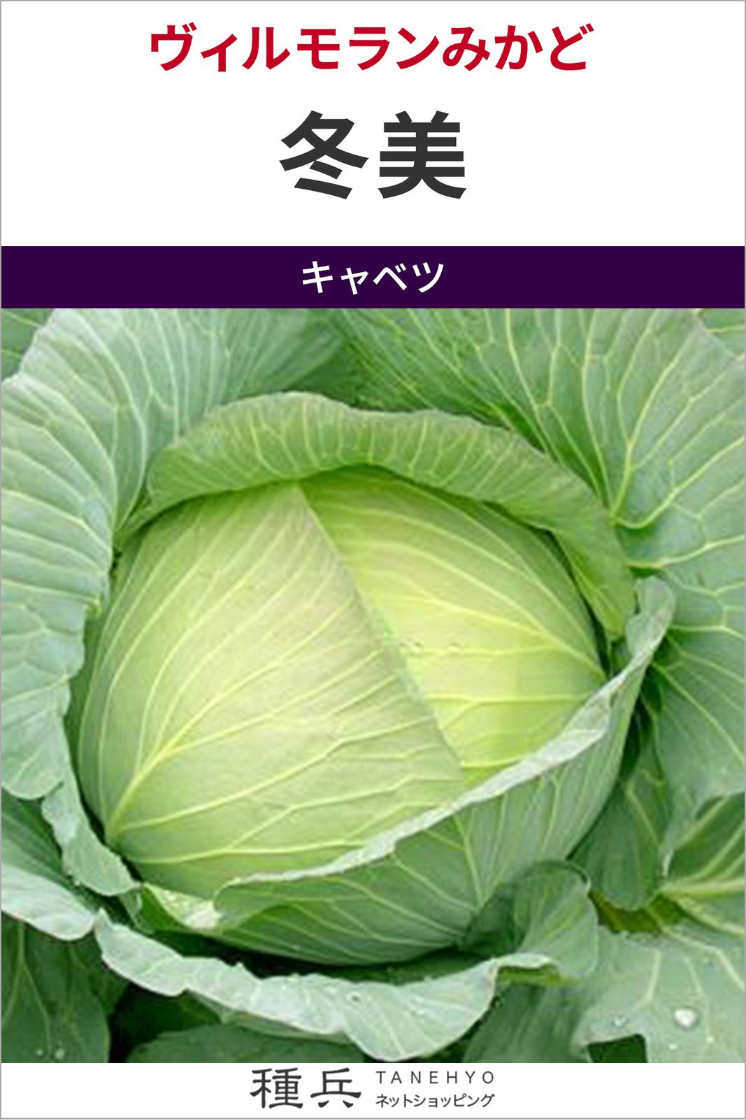 寒玉キャベツ 種 『冬美』  ヴィルモランみかど