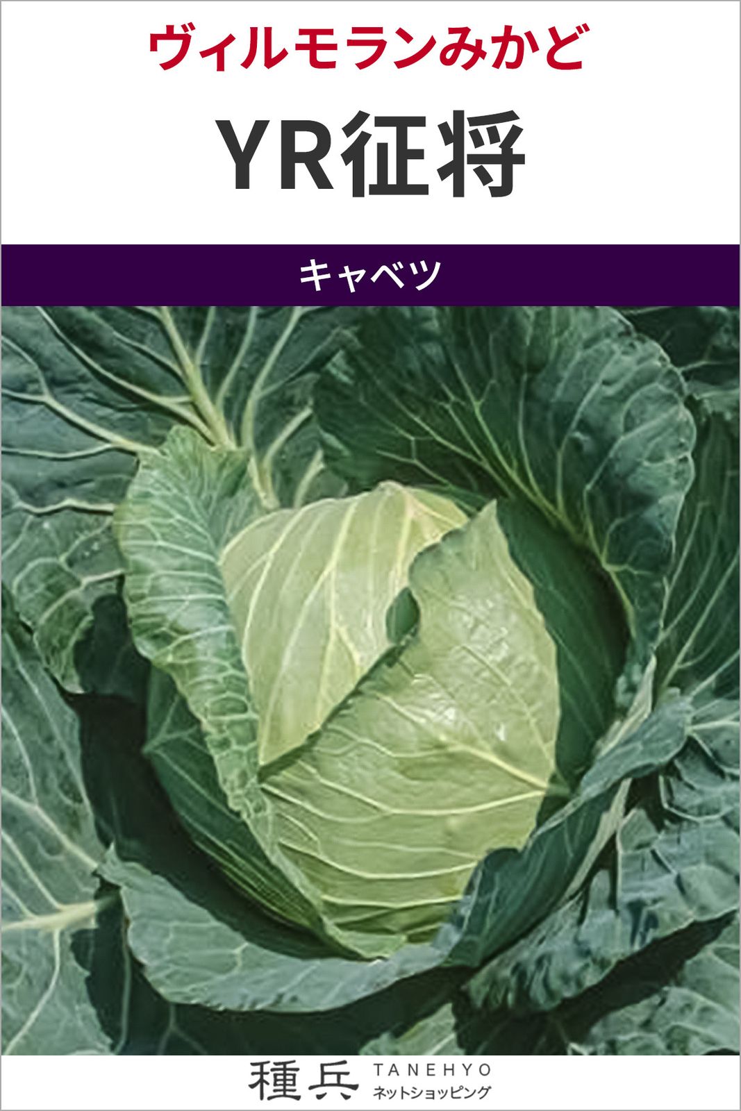 寒玉キャベツ 種 『YR征将』  ヴィルモランみかど