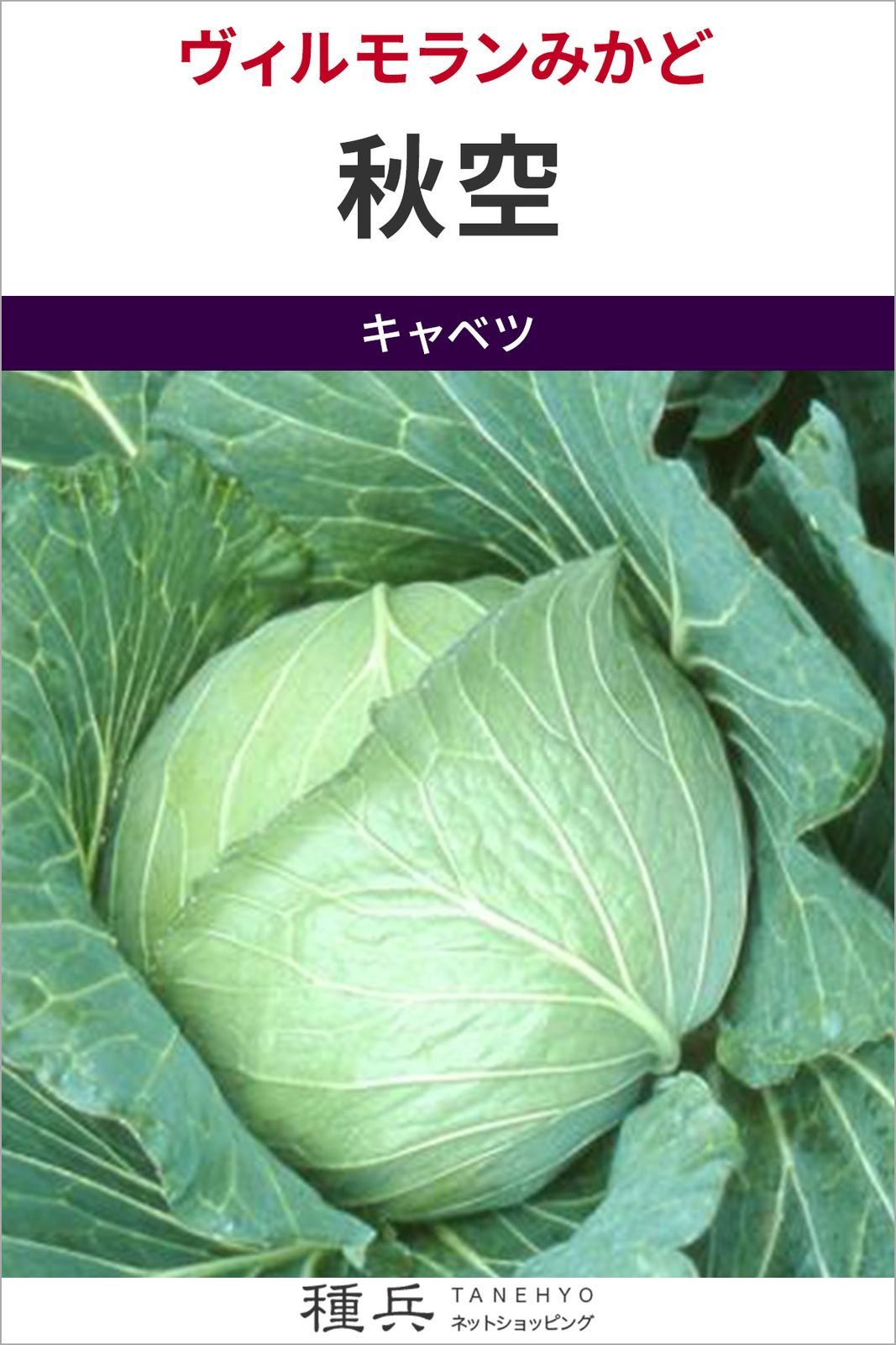 寒玉キャベツ 種 『秋空』  ヴィルモランみかど