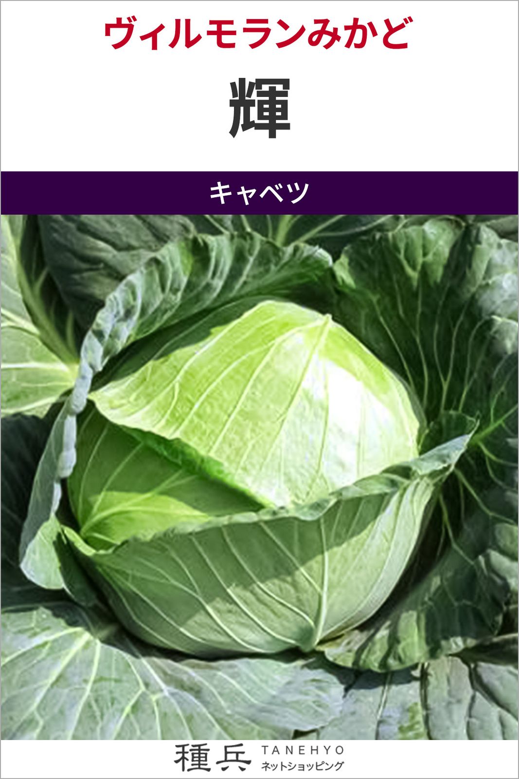 寒玉キャベツ 種 『輝』  ヴィルモランみかど