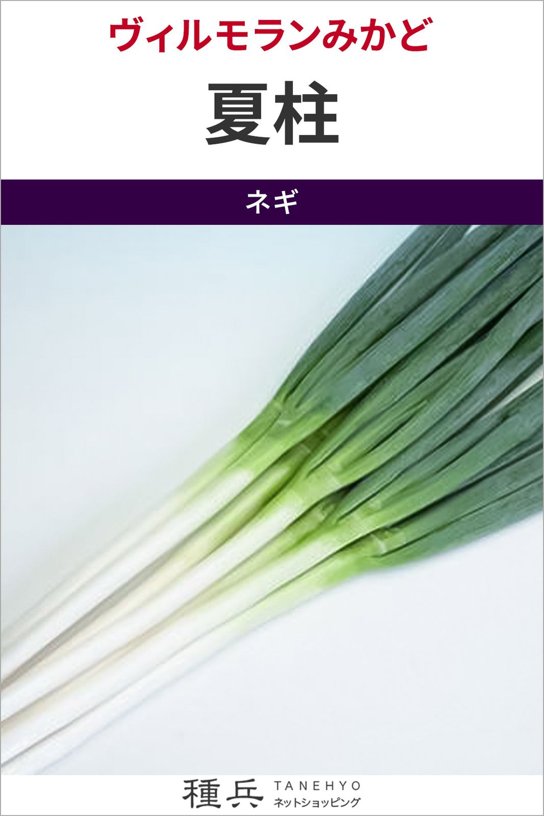 根深ネギ 種 『夏柱』  ヴィルモランみかど
