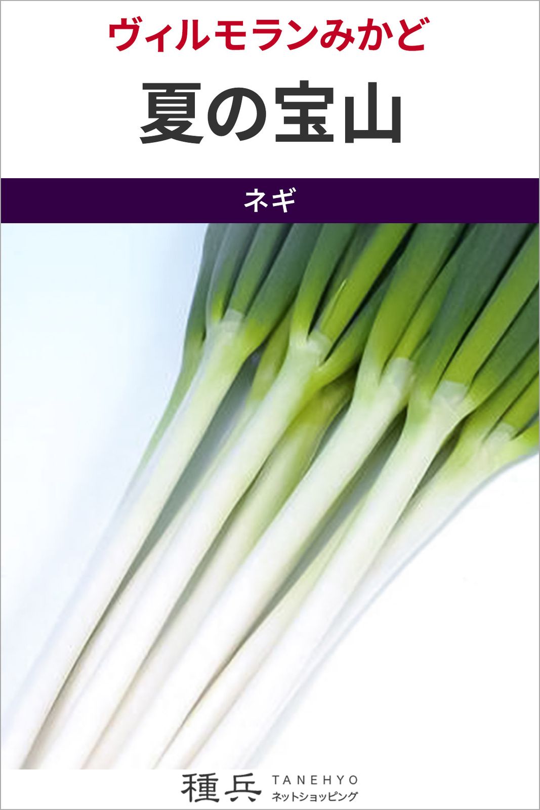 根深ネギ 種 『夏の宝山』  ヴィルモランみかど