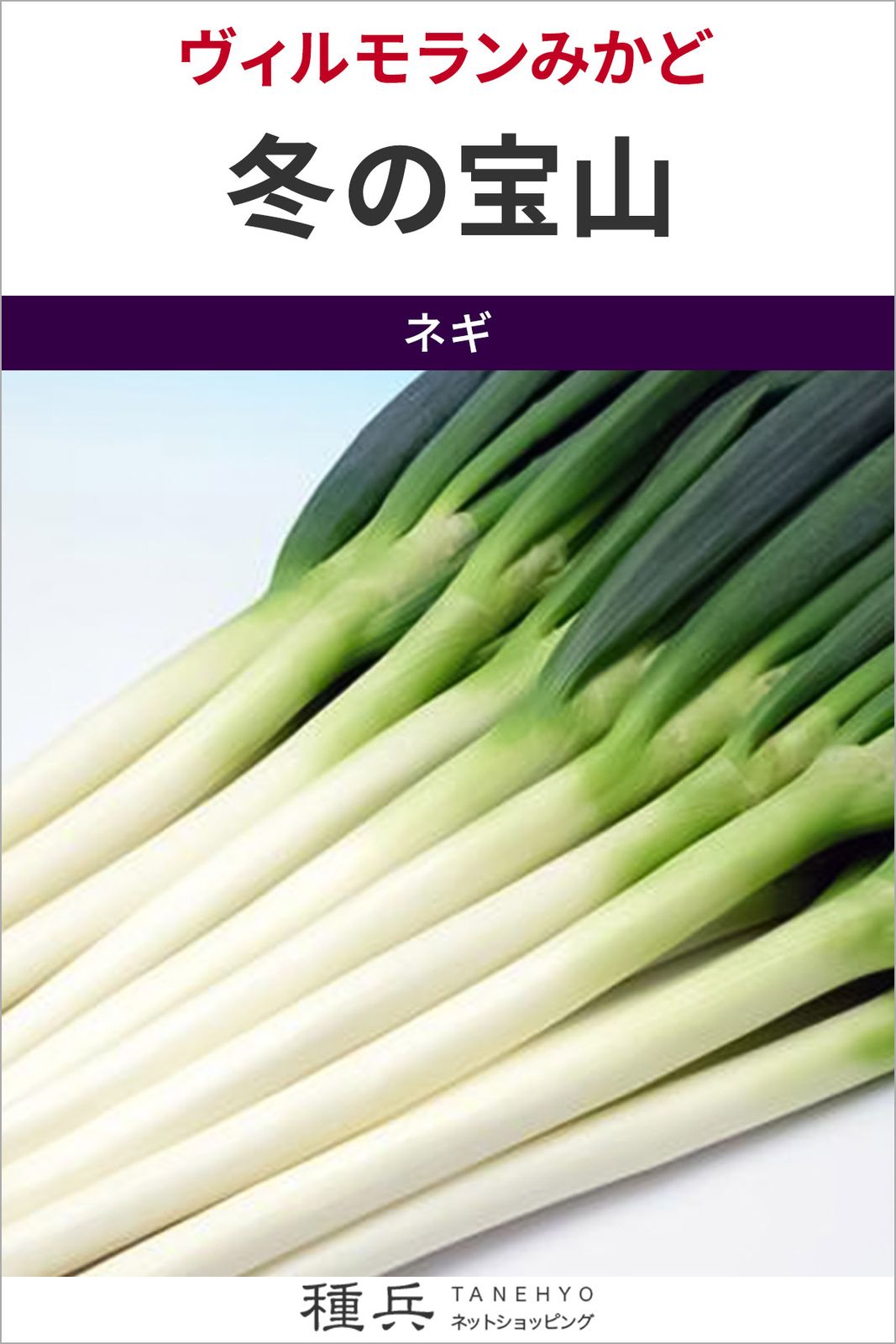 根深ネギ 種 『冬の宝山』  ヴィルモランみかど
